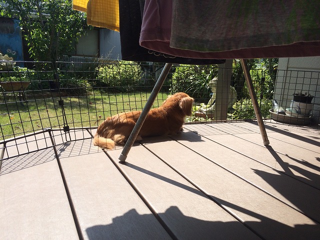 日光浴犬