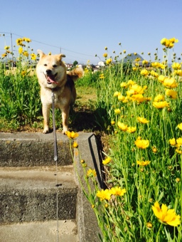 花と犬